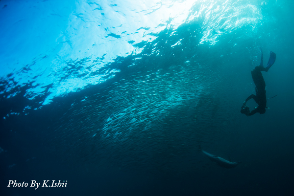 Sardine Run 2016 @ South Africa 最終日_e0058628_22461120.jpg