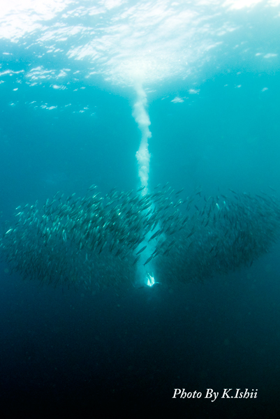 Sardine Run 2016 @ South Africa 最終日_e0058628_2247774.jpg