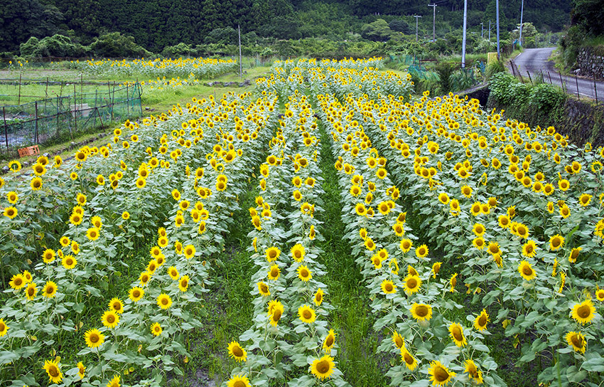 d0147530_8481750.jpg