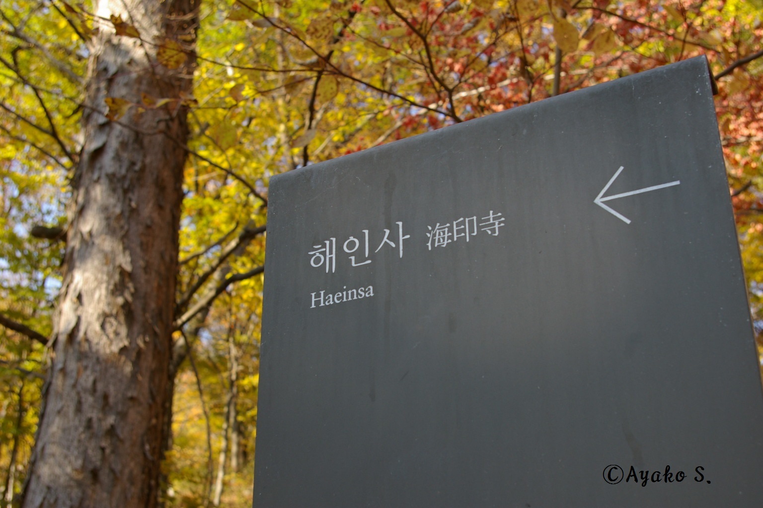 ひとり旅　秋の韓国7泊8日　その17～いざ海印寺（ヘインサ　해인사）へ！アクセス編_f0283431_19184101.jpg