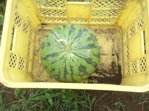 キューリの定植..(2代目)_b0137932_14303396.jpg