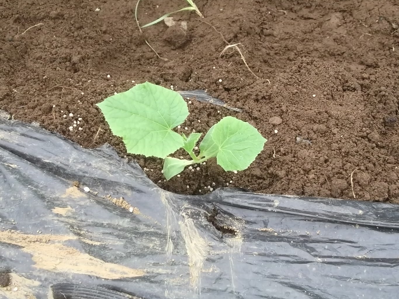 キューリの定植..(2代目)_b0137932_14315580.jpg