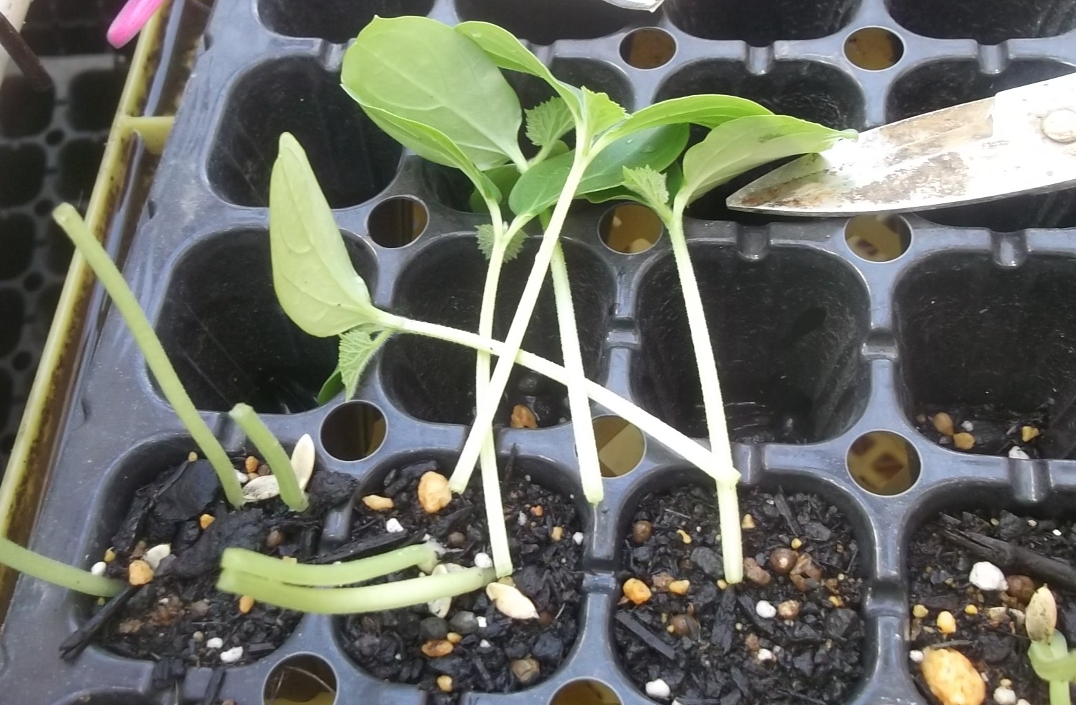 キューリの定植..(2代目)_b0137932_14413433.jpg