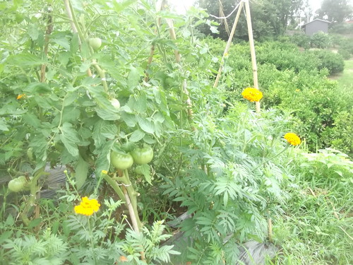 イチゴの苗作り_b0137932_19271060.jpg