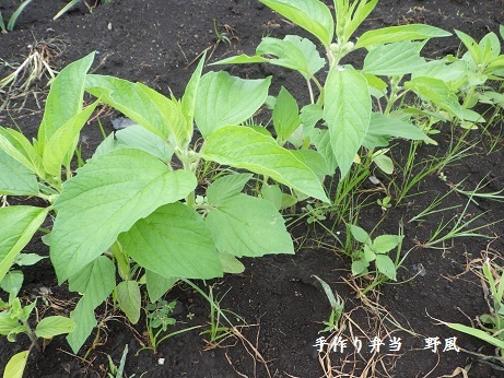 【金胡麻栽培奮闘記 その6】金胡麻の間引きと除草_b0244034_08244047.jpg