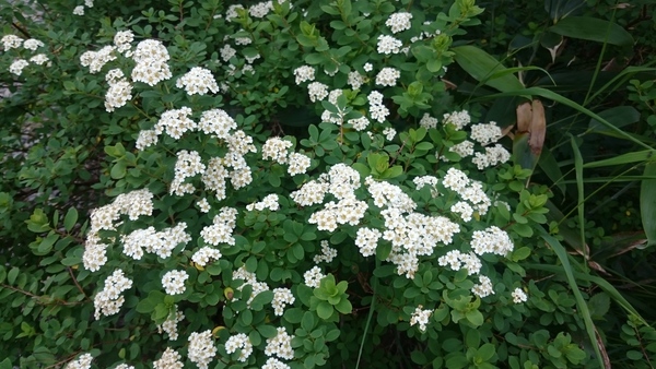 八方池から下の樺　花その3_f0224736_1013383.jpg