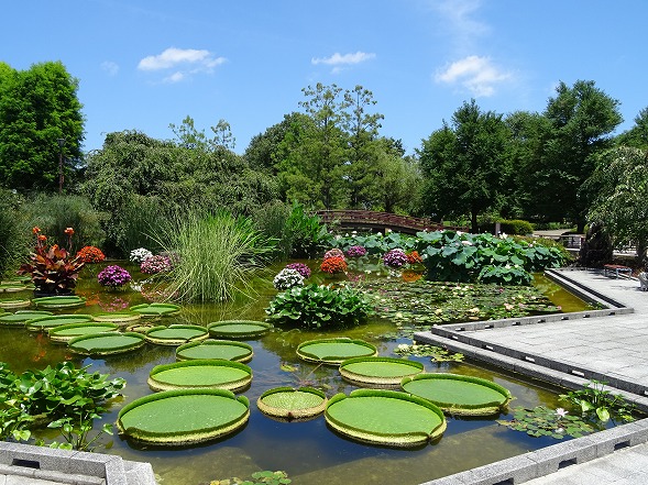 草津市立水生植物園水の森の花蓮_b0299042_10374498.jpg