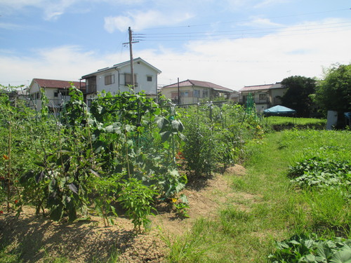 セミの観察_f0079749_15295340.jpg