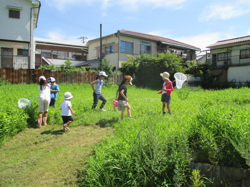 セミの観察_f0079749_15531569.jpg