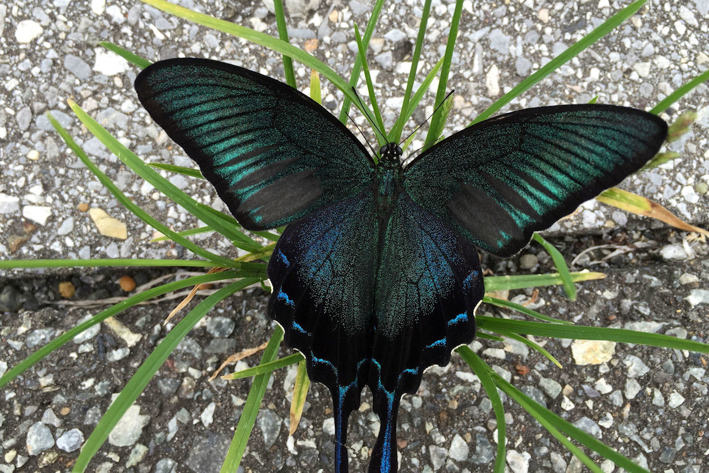 駅で見つけたカラスアゲハ 千葉県勝浦市 Butterfly Dragonfly 駅で見つけたカラスアゲハ 千葉県勝浦市 Butterfly Dragonfly
