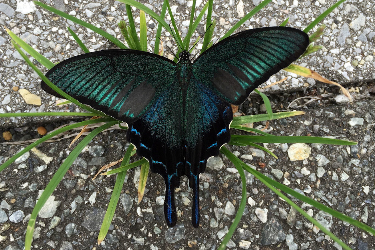 駅で見つけたカラスアゲハ 千葉県勝浦市 Butterfly Dragonfly 駅で見つけたカラスアゲハ 千葉県勝浦市 Butterfly Dragonfly