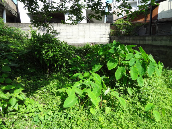 e0033751_1223567.jpg