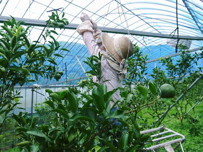 究極の柑橘「せとか」　匠の摘果作業で今年も元気な夏芽が芽吹いています！_a0254656_14331977.jpg