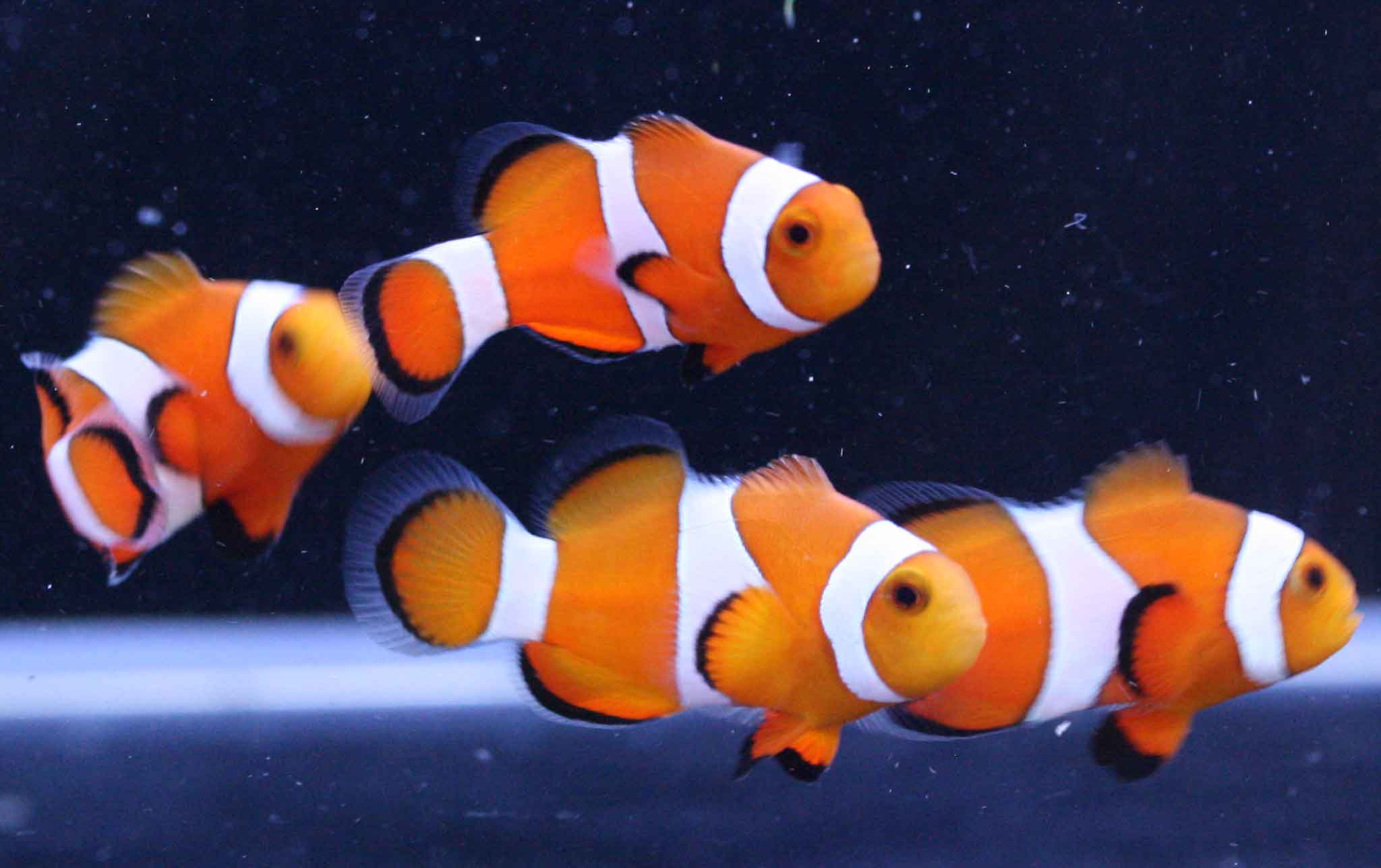 ハコフグ他魚の入荷です ビーボックスアクアリウム松戸店 海水魚 サンゴ情報