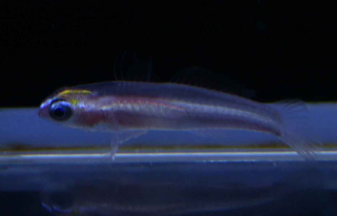 ハコフグ他魚の入荷です ビーボックスアクアリウム松戸店 海水魚 サンゴ情報