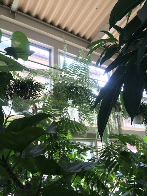 夏のフタムラグリーン_f0324766_11415000.jpg