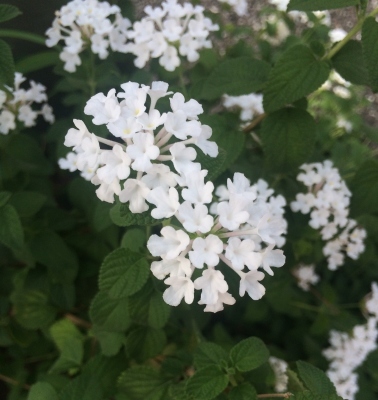 「道ばたの花の摘みかた」を教えてあげました_f0245967_15143460.jpg