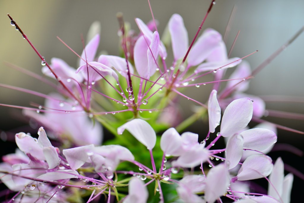 【花と雨露】　ご近所のお庭で_a0329277_18494996.jpg