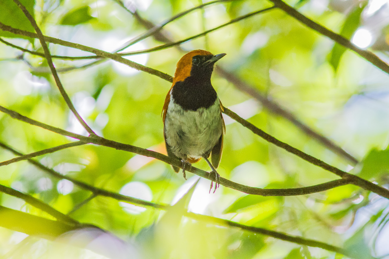 ホントウアカヒゲⅡ (沖縄旅行その6)_a0052080_21250986.jpg