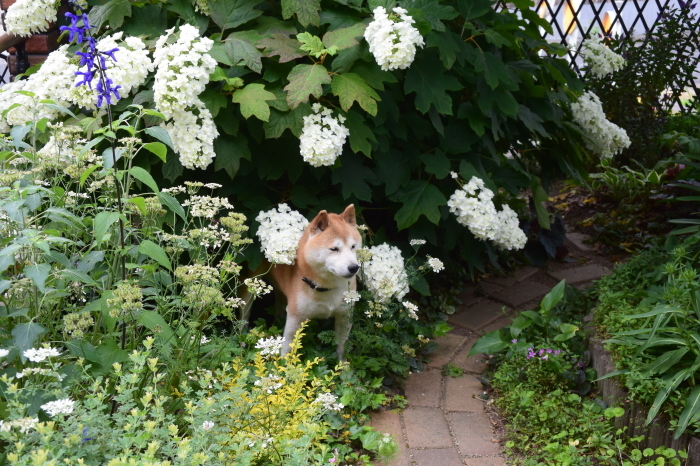 庭花とコロスケ⑦    柏葉紫陽花編　_b0230589_05053371.jpg