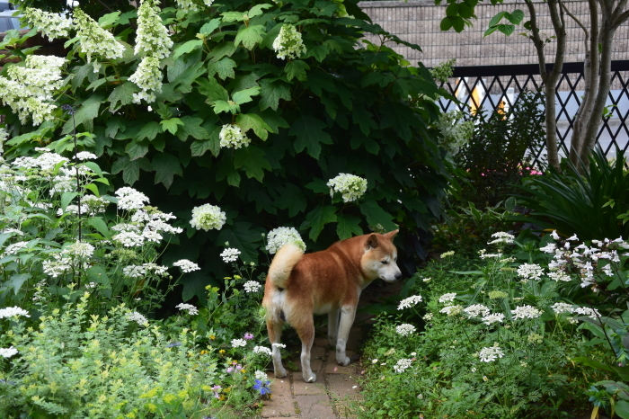 庭花とコロスケ⑦    柏葉紫陽花編　_b0230589_05102607.jpg