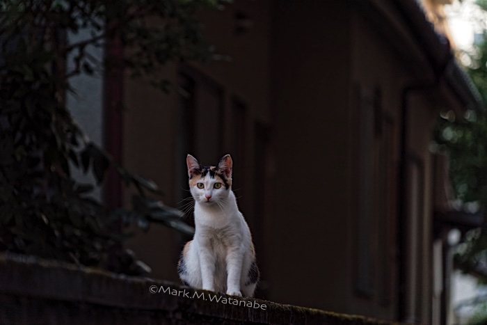 水前寺界隈の三毛猫-2_e0135098_10434349.jpg