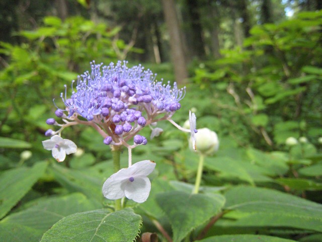 柳葉るいらそうと皿ヶ嶺の花 1_a0140014_972184.jpg