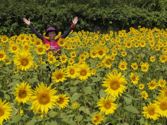 君田のひまわりまつり_c0116915_0333675.jpg