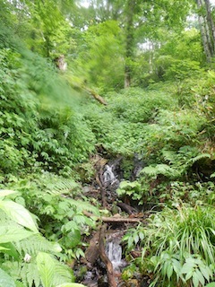 恐いもの見たさのカゴカケ谷…蕎麦粒山_c0359615_21141159.jpg