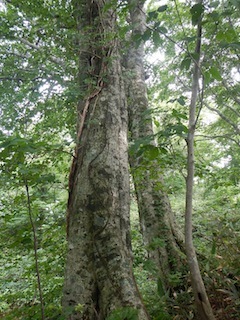 恐いもの見たさのカゴカケ谷…蕎麦粒山_c0359615_21145337.jpg