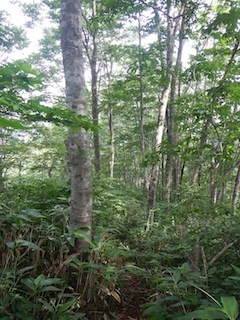 恐いもの見たさのカゴカケ谷…蕎麦粒山_c0359615_21150688.jpg