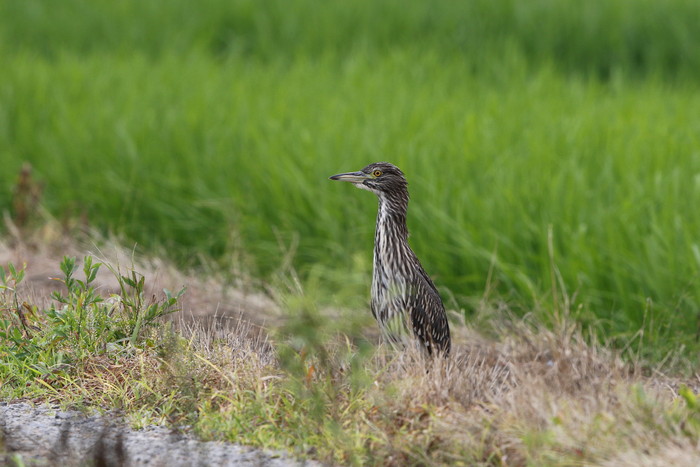 田んぼ巡りで、サギ達に出会う。_f0239515_1354199.jpg