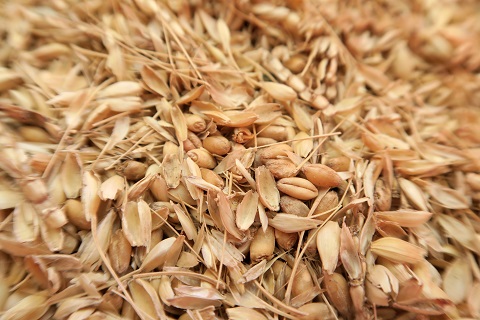 古代小麦を庭で初収穫_f0234936_5342569.jpg