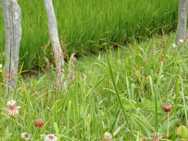 土手に咲くネジバナ～梅雨の晴れ間に彩りを探して～_b0206037_09165536.jpg