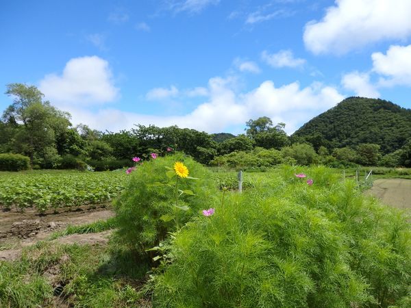 土手に咲くネジバナ～梅雨の晴れ間に彩りを探して～_b0206037_09202396.jpg