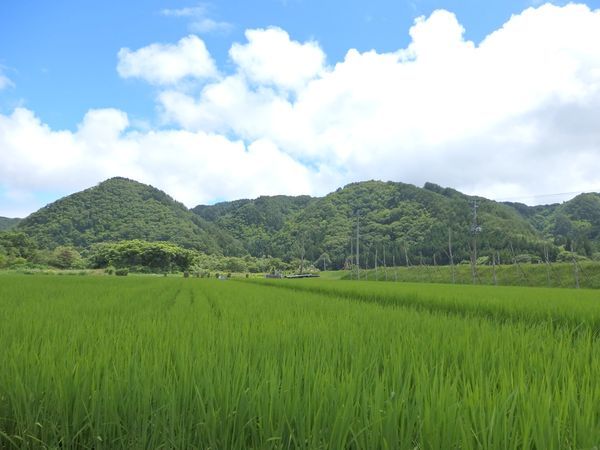 土手に咲くネジバナ～梅雨の晴れ間に彩りを探して～_b0206037_09232038.jpg