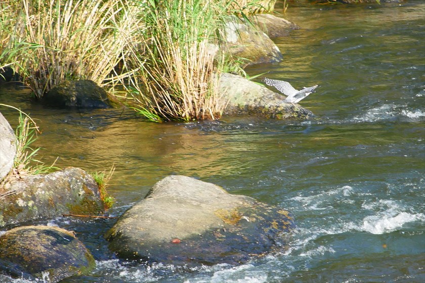 c0075539_1925558.jpg