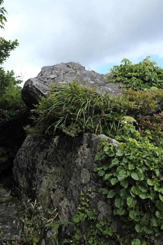 花飾る山、、、笙ヶ岳_d0347140_18444091.jpg