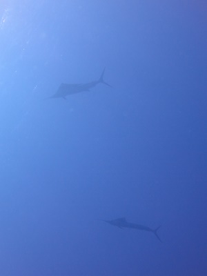 7月24日 のんびり夏満喫~_d0113459_20415681.jpg