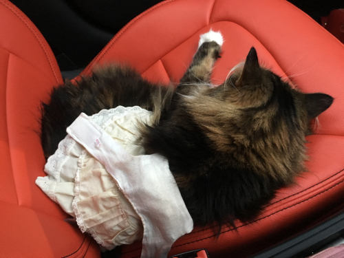 旅ねこ りぼんさん_c0151965_12033510.jpg