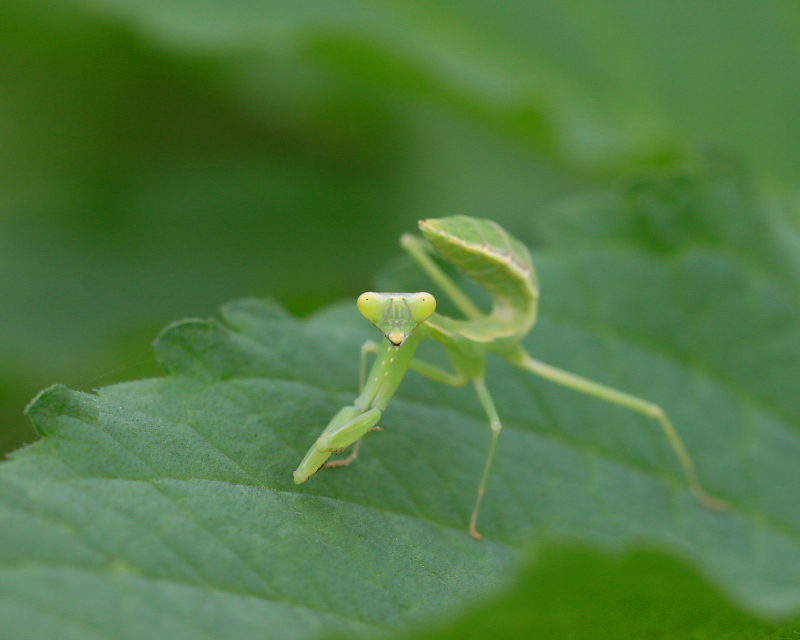 梅雨明け前の　野の花と虫_c0305565_17574089.jpg