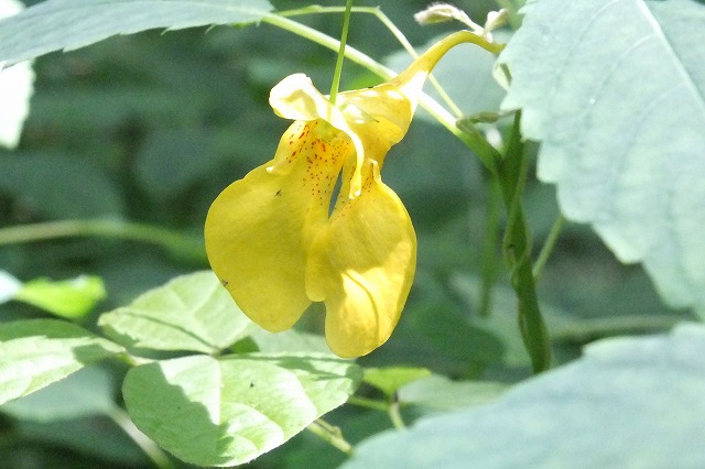 ■　先駆けの花　　　16.7.24　　　（キツリフネ、ミズタマソウ、キツネノカミソリ）_e0339873_21373856.jpg