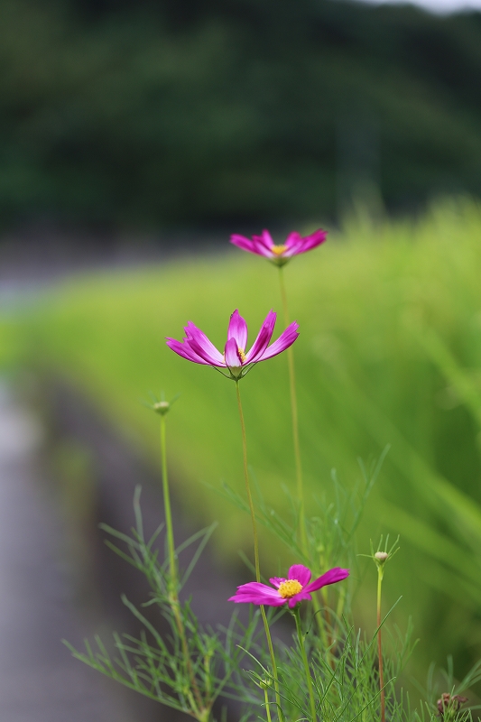 2016.07.24　散歩にて。　コスモス_f0140087_17114344.jpg