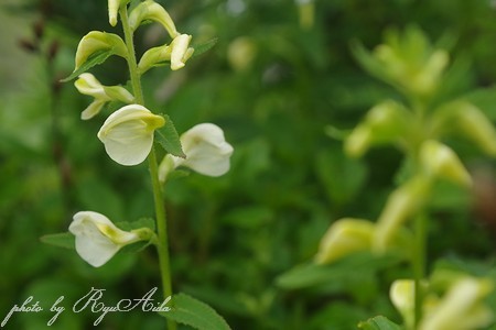 尾根の花たち_f0332795_20583726.jpg