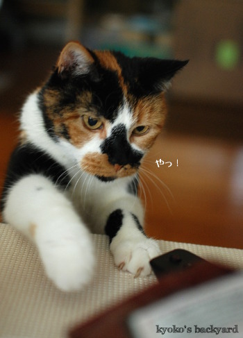 ドリトス、食べたい!_b0253205_02465138.jpg