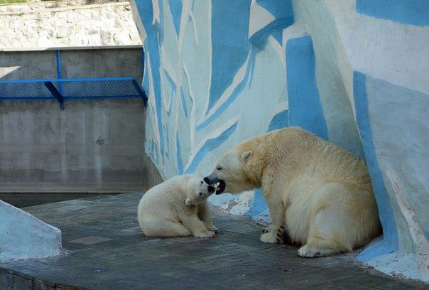 ロシア・ノヴォシビルスク動物園、ゲルダお母さんの機嫌を損ねないように巧妙に立ち回るロスチク_a0151913_1243851.jpg