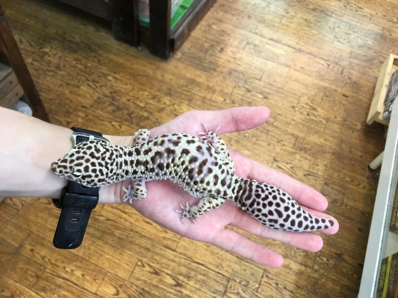 f0351616_21113548.jpeg