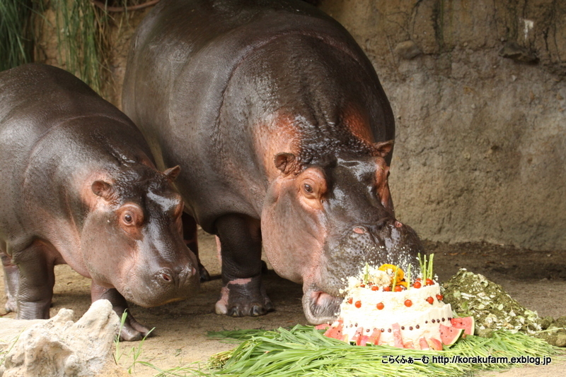 おめでとう♪ カバの出目吉ちゃん ２歳のお誕生日会_c0188824_00421411.jpg