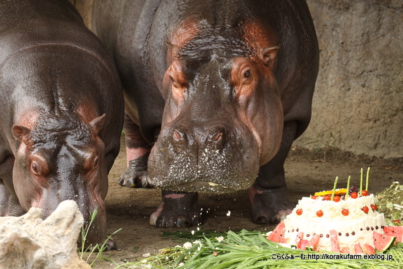 おめでとう♪ カバの出目吉ちゃん ２歳のお誕生日会_c0188824_00461964.jpg