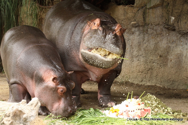 おめでとう♪ カバの出目吉ちゃん ２歳のお誕生日会_c0188824_00473583.jpg